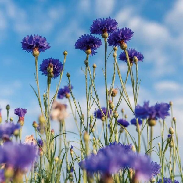 Yves Rocher Pur Bleuet Express Eye Make Up Remover with Cornflower - 200 ml. / 6.7 fl.oz