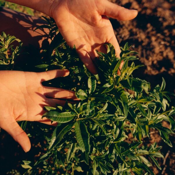 L'OCCITANE Roll-On Aluminum Free Deodorant, 1.6 Fl. Oz: Reduce Body Odor, Fresh Lavender Scent, Refreshing Verbena, Without Alcohol and Aluminum Salts, Made in France