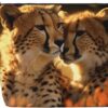 Linen Makeup Bag For Women, Waterproof Travel Cosmetic Organizer Lightweight Zipper Travel Toiletry Bag Organizer Cheetah Love Makeup Brushes Storage Bag