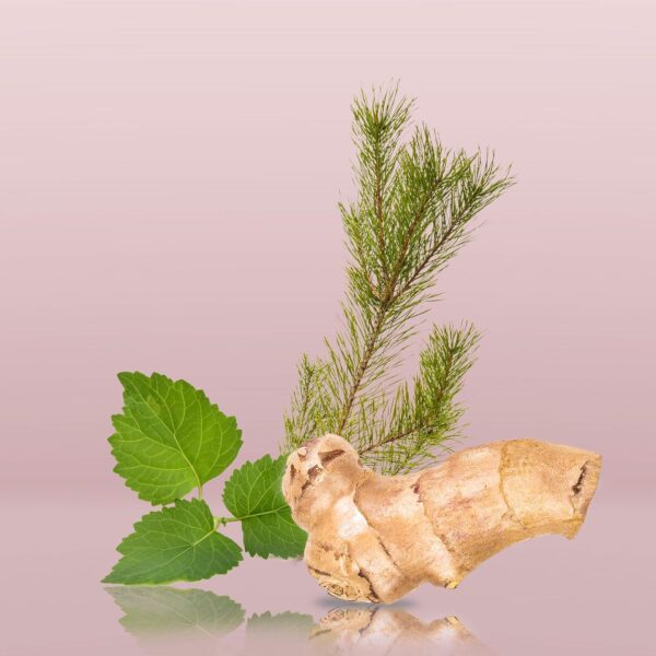 Calvin Klein Euphoria For Men Deodorant- With Notes of Ginger Pepper, Black Basil, Cedar Leaf, Creamy Suede Accord & Patchouli Accord